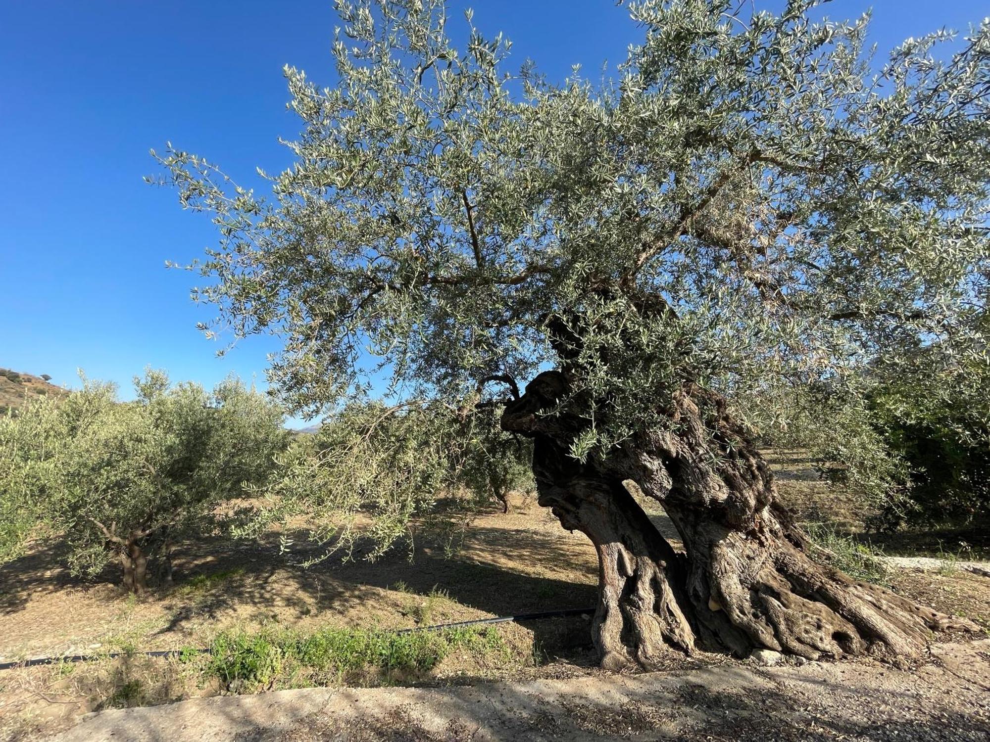 Villa La Fuente Mondrón Eksteriør bilde